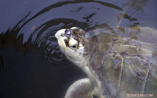 Sea Turtle Honors Oceanographer Tony Amos’s Ashes in Gulf Tribute