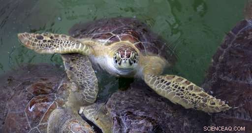 Sea Turtle Honors Oceanographer Tony Amos’s Ashes in Gulf Tribute