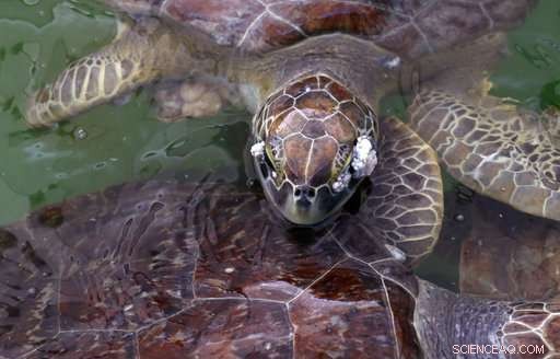 Sea Turtle Honors Oceanographer Tony Amos’s Ashes in Gulf Tribute