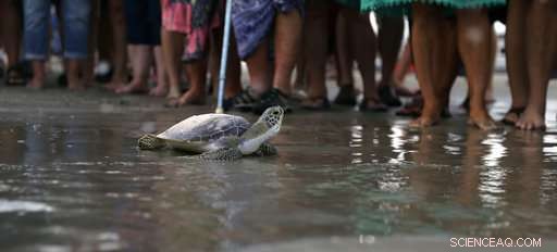 Sea Turtle Honors Oceanographer Tony Amos’s Ashes in Gulf Tribute