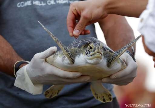 Sea Turtle Honors Oceanographer Tony Amos’s Ashes in Gulf Tribute