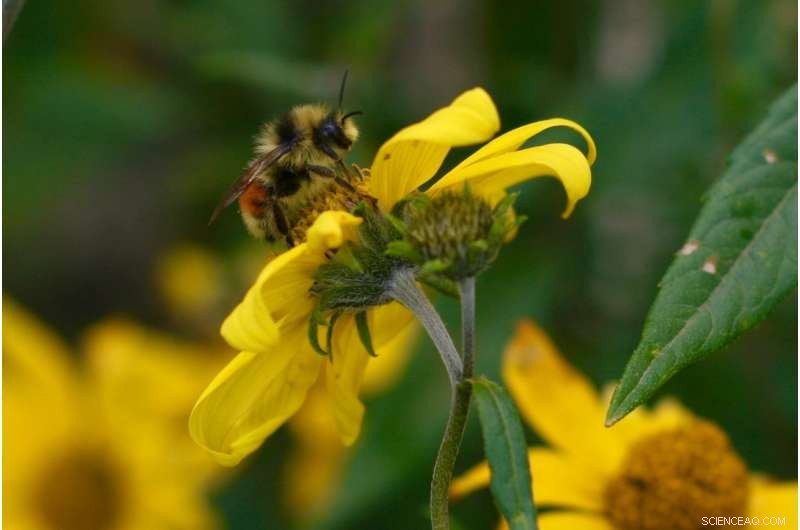 Climate Change Threatens Bumble Bees: New Research Highlights Critical Risks