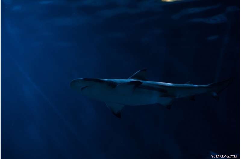 New Research Reveals Sharks Live Twice as Long as Previously Estimated