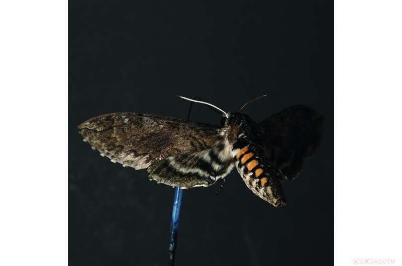 Groundbreaking Study Reveals Optimal Flight Speed for Insects