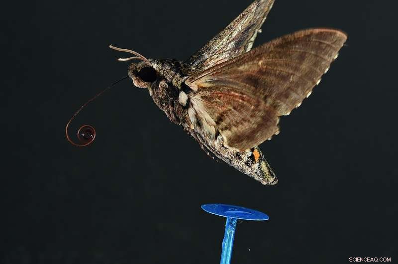 Groundbreaking Study Reveals Optimal Flight Speed for Insects