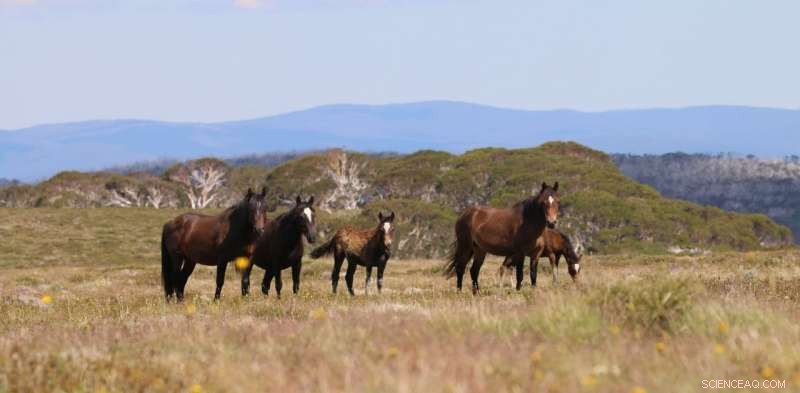 How Feral Camels, Cocaine Hippos, and Other Large Animals Are Reshaping Global Ecosystems
