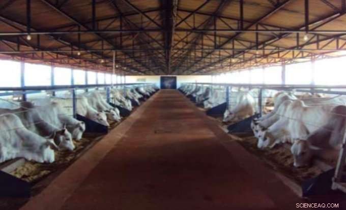 Enhancing Cattle Productivity Through Strategic Nutrition in Intensive Livestock Systems