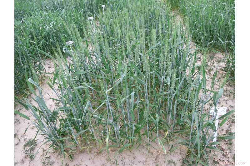 New Study Reveals Ego-Plant Traits Reduce Crop Yield