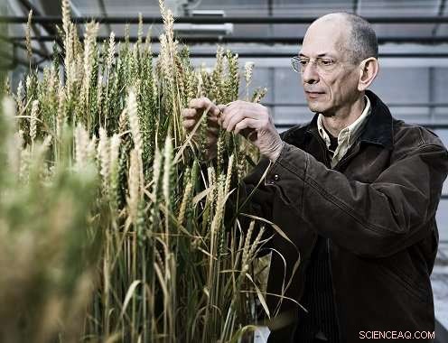 New Study Reveals Ego-Plant Traits Reduce Crop Yield