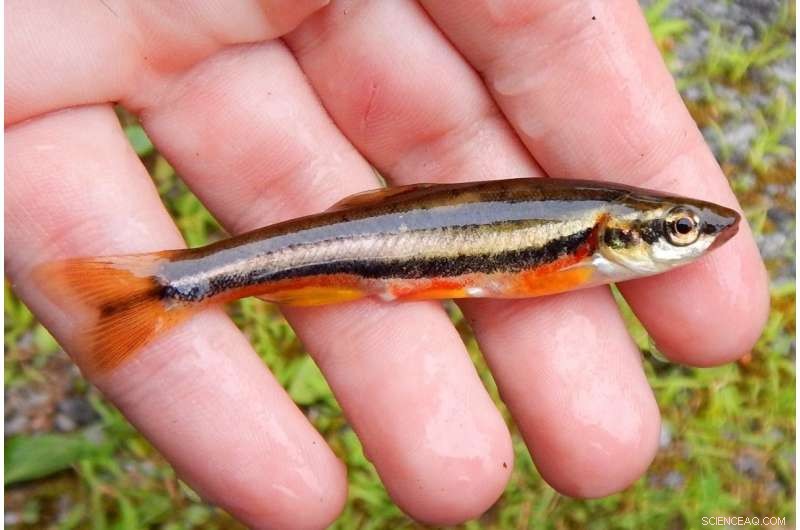 Newly Discovered Fish Species in Southwest Virginia: Study Calls for Immediate Conservation Measures