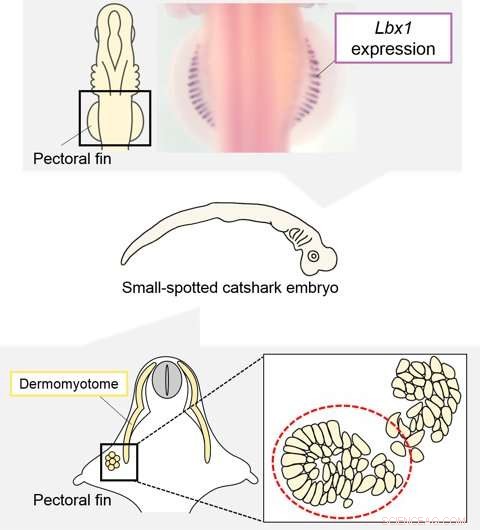 Unveiling the Foundations of Vertebrate Limb Muscle Development in Cartilaginous Fishes