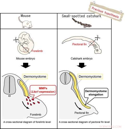 Unveiling the Foundations of Vertebrate Limb Muscle Development in Cartilaginous Fishes