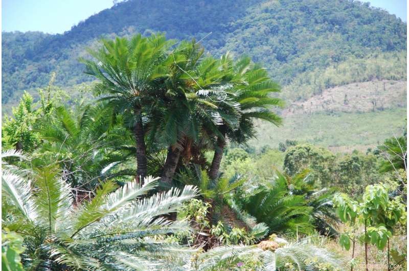 Critical Update on Threatened Philippine Cycads: Conservation Status and Survival Outlook