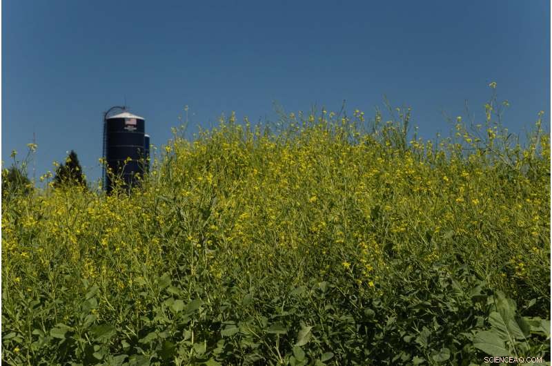 Engineers Recover Glucosinolates from Oilseed Meal, Boosting Sustainable Biofuel Feedstocks