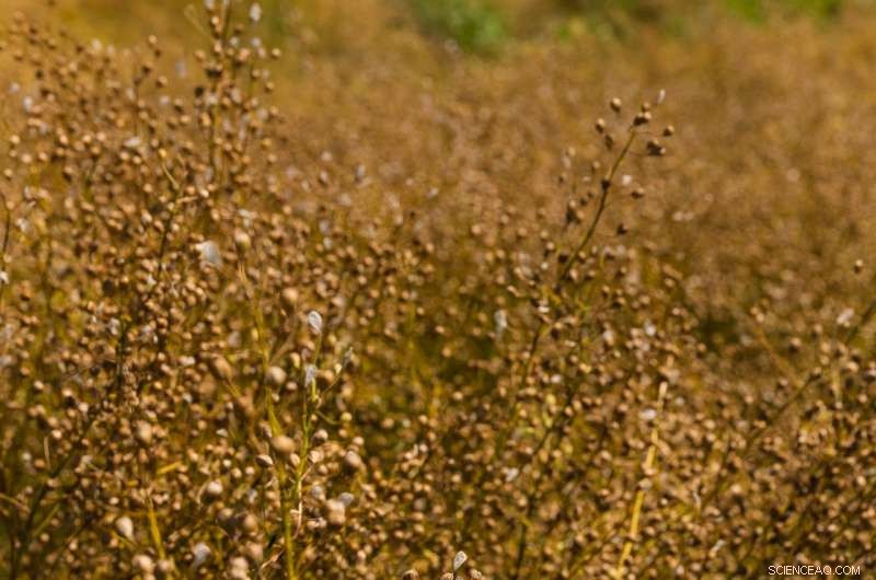 Engineers Recover Glucosinolates from Oilseed Meal, Boosting Sustainable Biofuel Feedstocks