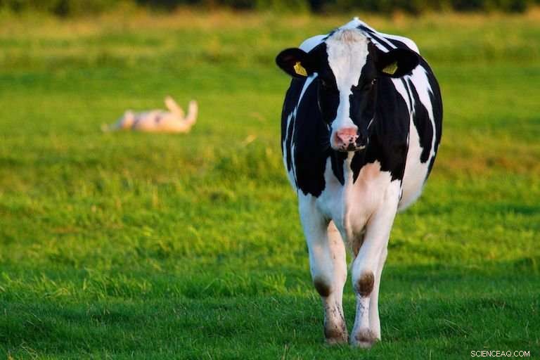 New UCD Technology Boosts Dairy Milk Yields by 9%