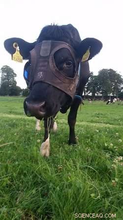 New UCD Technology Boosts Dairy Milk Yields by 9%