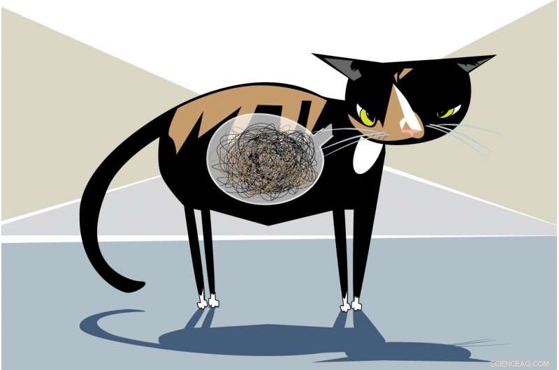 Mitzi’s Fight Against Lymphoma Recurrence and Hairball Complications