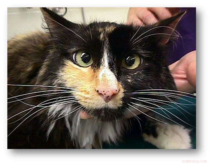 Mitzi’s Fight Against Lymphoma Recurrence and Hairball Complications