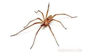 Scientists Leverage Twitter to Debunk Myths About the Brown Recluse Spider