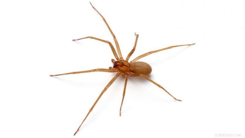 Scientists Leverage Twitter to Debunk Myths About the Brown Recluse Spider