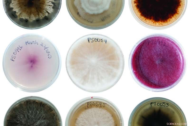 How Fungi-Seed Symbiosis Drives Tropical Tree Diversity