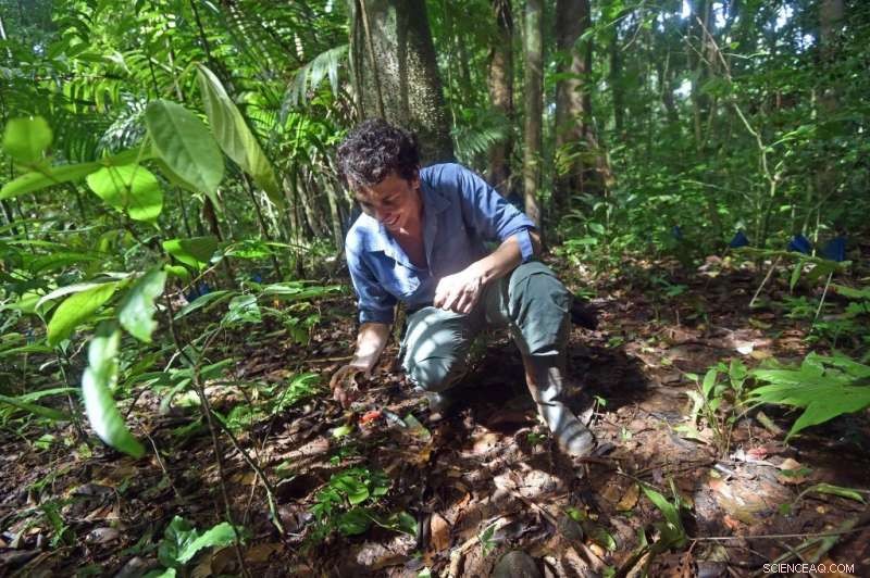 How Fungi-Seed Symbiosis Drives Tropical Tree Diversity