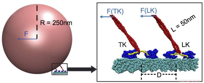 Kinesin Motors Prioritize Strong Forces Over Weak Ones When Transporting Heavy Cargo