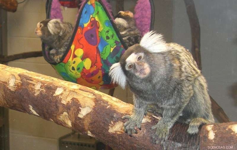 Attentive Marmoset Fathers Boost Offspring Health in New World Primates