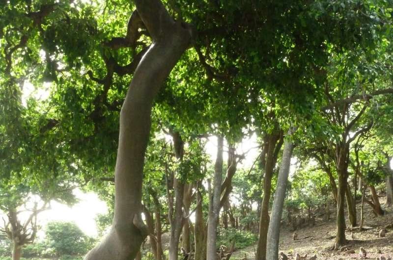 Scientists Collaborate to Protect Puerto Rico’s Monkey Island