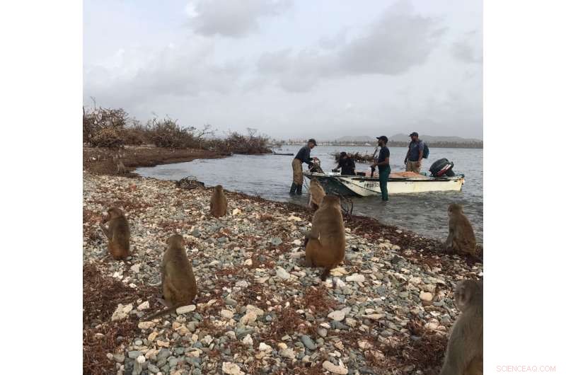 Scientists Collaborate to Protect Puerto Rico’s Monkey Island