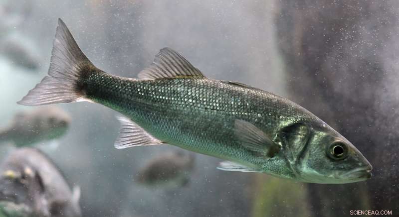 European Sea Bass Exhibit Long-Term Impairment After Crude Oil Exposure
