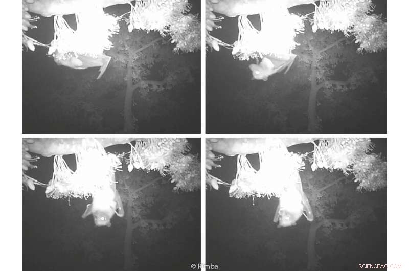 Endangered Fruit Bats Are Key to Durian Tree Pollination, Threatening Industry if They Vanish