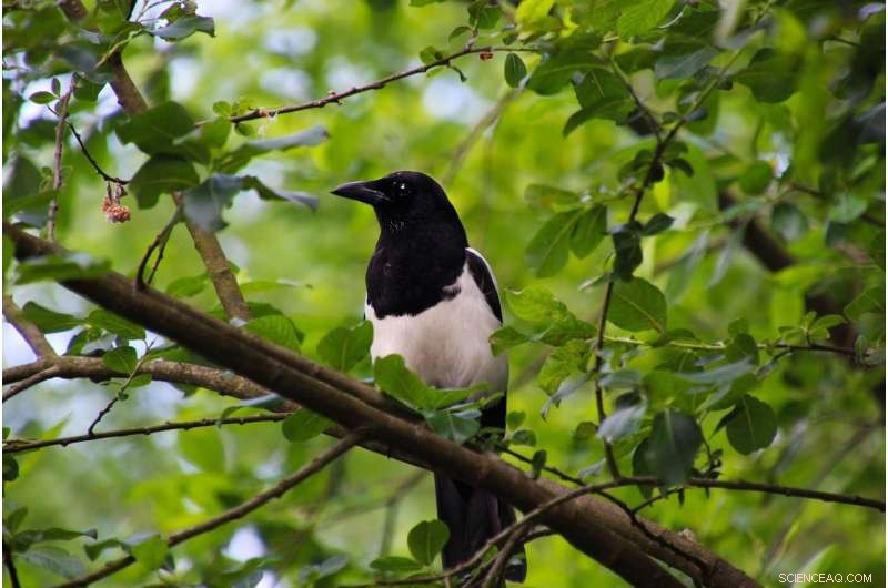 How Magpies Build Friendships with Humans: A Scientific Guide