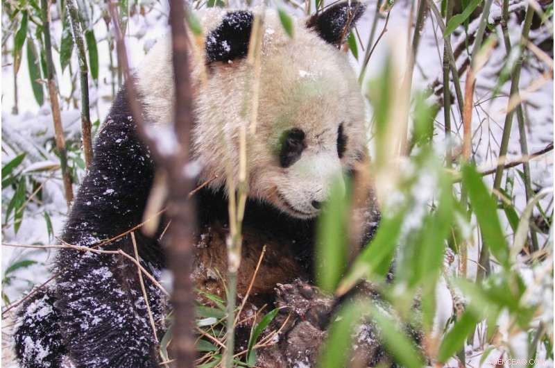 Livestock Grazing Threatens One-Third of Giant Panda Habitat in China’s Wanglang Reserve