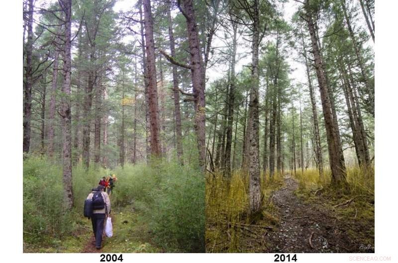 Livestock Grazing Threatens One-Third of Giant Panda Habitat in China’s Wanglang Reserve