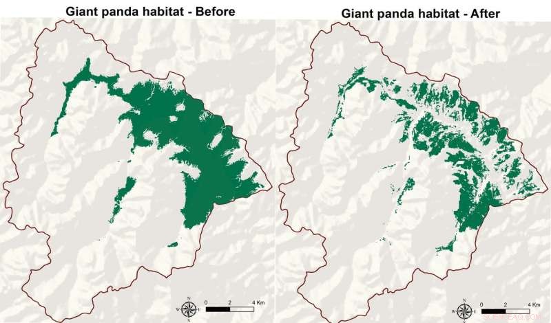 Livestock Grazing Threatens One-Third of Giant Panda Habitat in China’s Wanglang Reserve