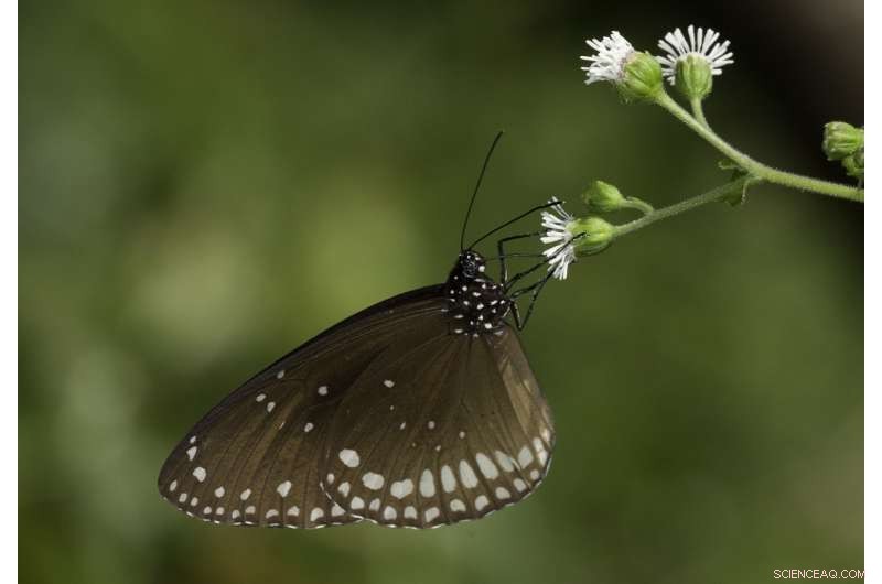 Breeding Decisions in Migratory Butterflies: How Monsoon Seasons Shape Female Reproduction
