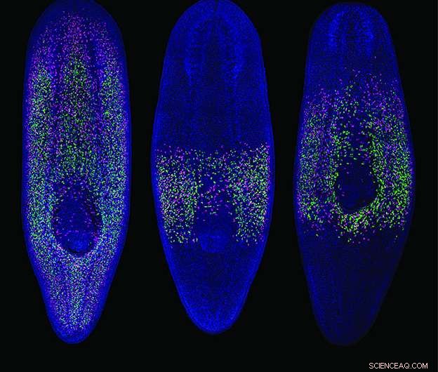 Flat Worms Reveal How Migrating Stem Cells Drive Cancer Progression