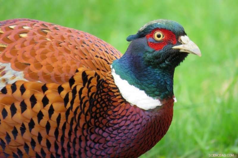 Seasonal Peaks in Pheasant Roadkill: Autumn and Late Winter
