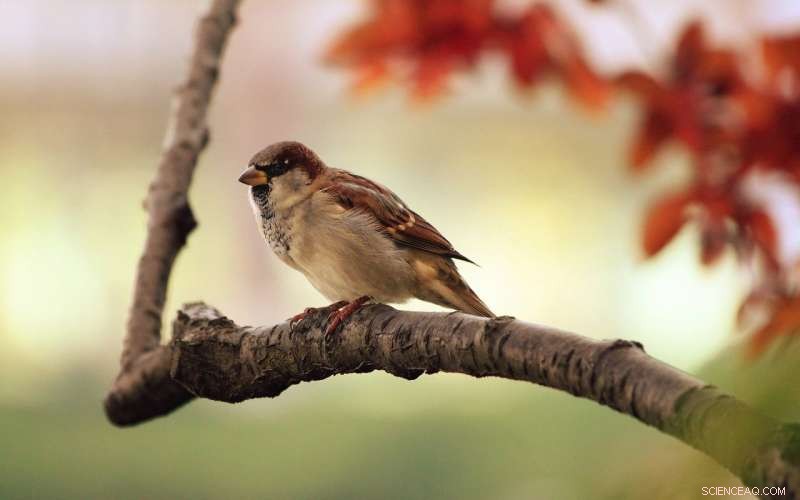 Urban House Sparrows Decline: Air Pollution and Poor Diet as Key Drivers