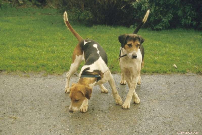 How Gender and Stereotypes Influence Our Bond With Dogs