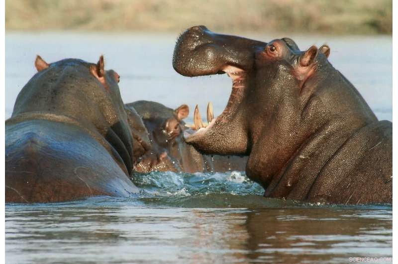 Urgent Threat: Hippo Tooth Trade and Incomplete Records Endanger Species Survival