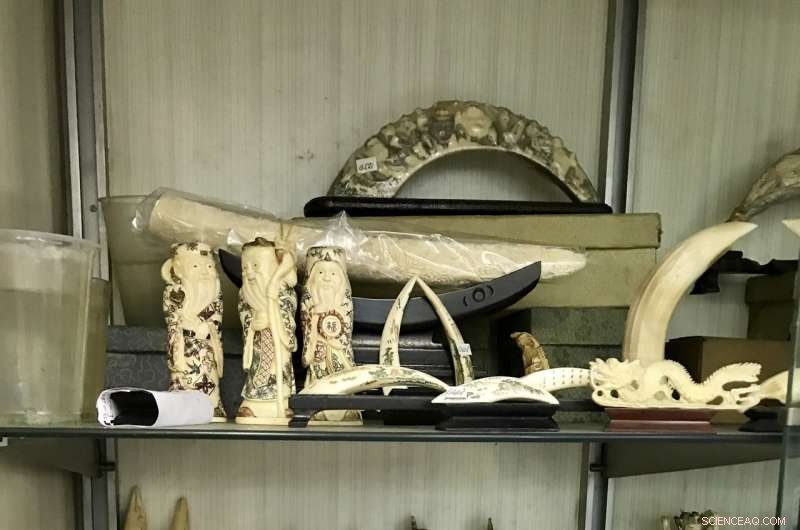 Urgent Threat: Hippo Tooth Trade and Incomplete Records Endanger Species Survival