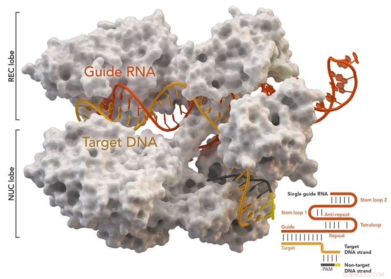 Gold Nanoparticles Substitute Viruses in Innovative CRISPR Gene‑Editing Technique