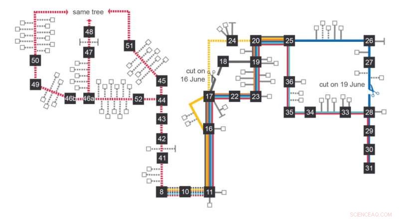 Unveiling the Algorithm Behind Ant Trail Construction and Repair