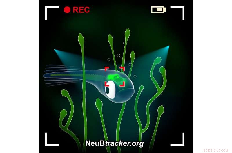 NeuBtracker: Open-Source Microscope for Real-Time Brain Activity Tracking
