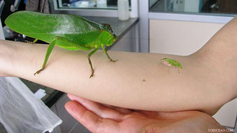 Panama’s Tropical Rainforest: A Clash Between Bats and Bugs