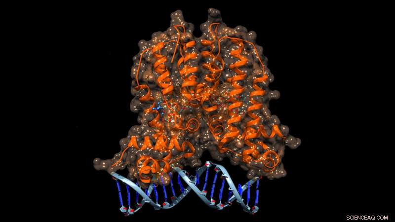 NC State Engineers Biosensor to Detect Antibiotic Production in Microbes