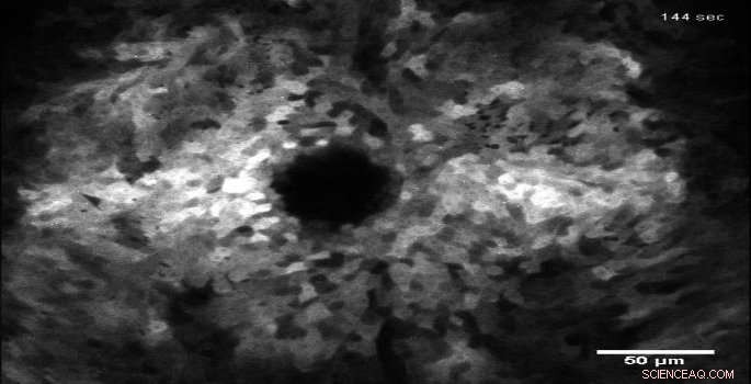 Cellular Signaling Pathways Revealed: The Intricate Mechanisms Driving Wound Healing